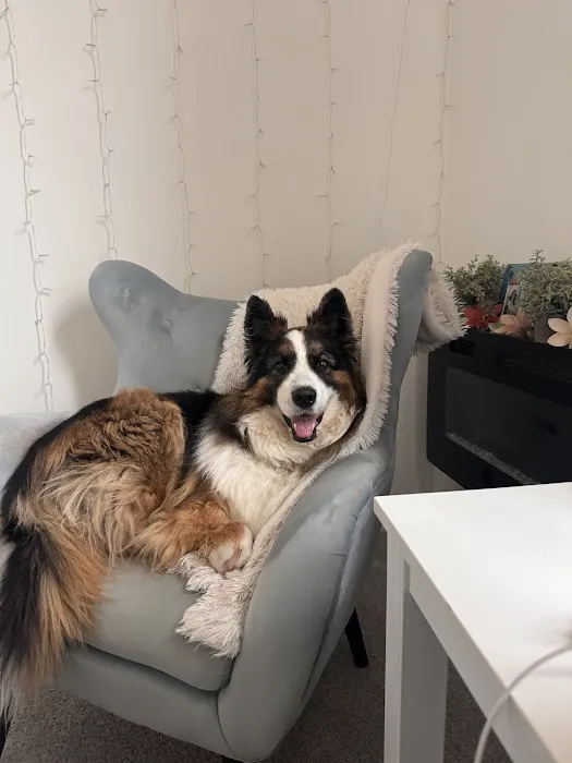 Pet Dental USA 2