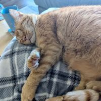 Pet Dental USA ico