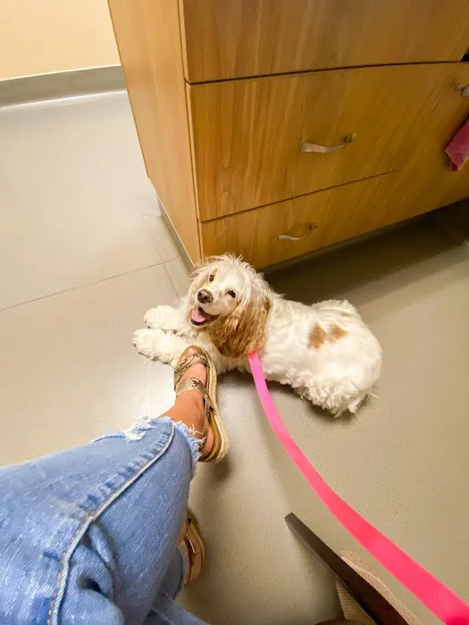 Pet Dental USA 6