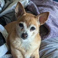 Lovet Pet Health Care - Surprise ico