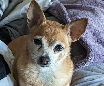Lovet Pet Health Care - Surprise