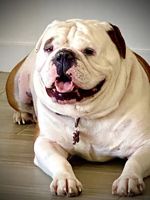Lovet Pet Health Care - Surprise 7