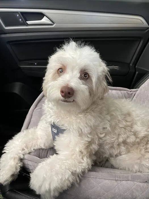 Lovet Pet Health Care - Surprise 8
