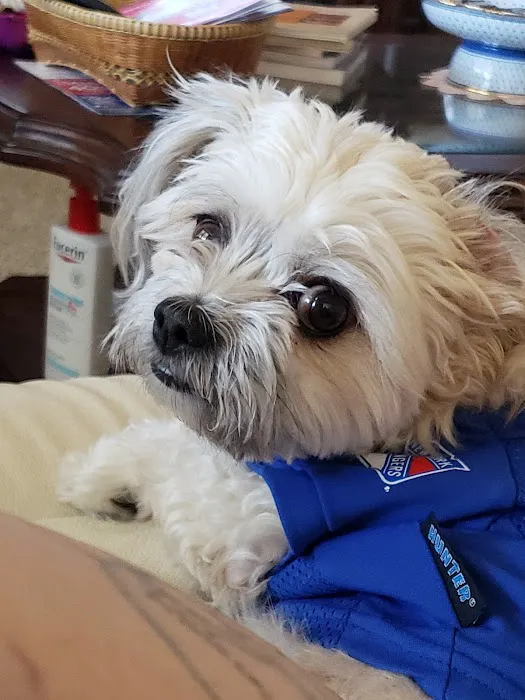 Lovet Pet Health Care - Surprise 6