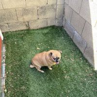 Carefree Dentistry and Oral Surgery for Animals ico