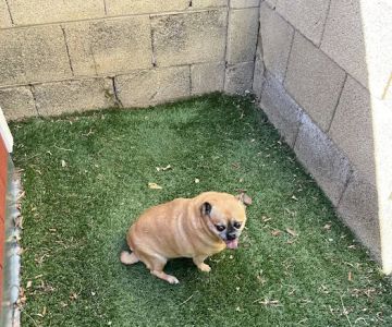 Carefree Dentistry and Oral Surgery for Animals