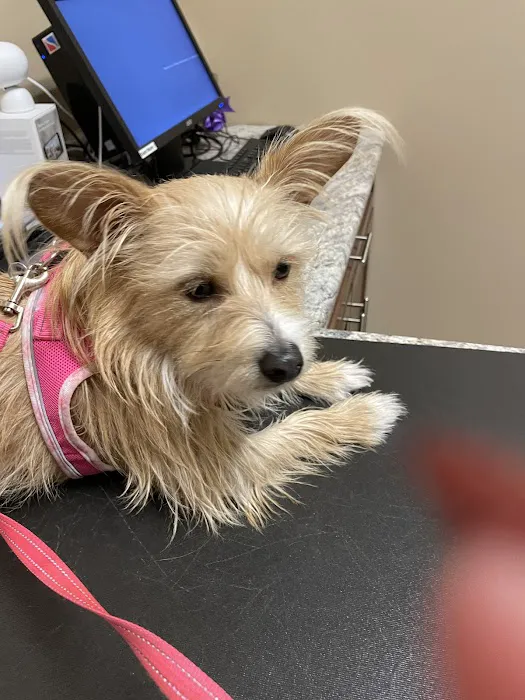 Vistancia Animal Hospital 1