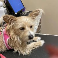 Vistancia Animal Hospital ico