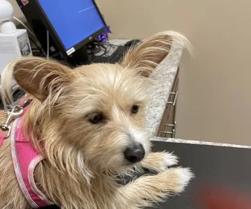 Vistancia Animal Hospital
