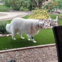 Eye Care for Animals - Avondale ico