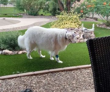 Eye Care for Animals - Avondale
