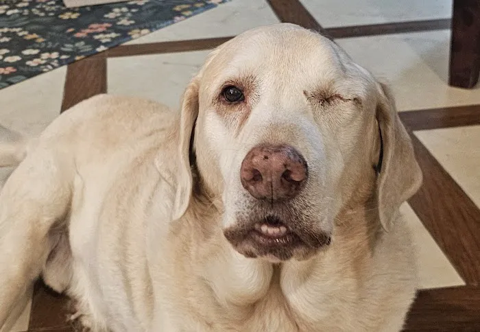 Eye Care for Animals - Avondale 5