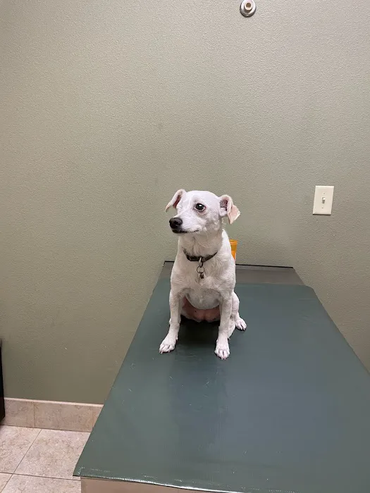 Eye Care for Animals - Avondale 4