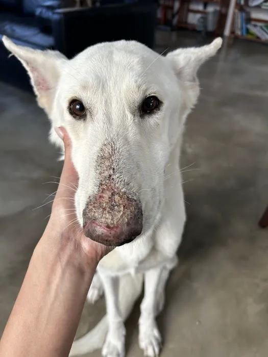 Dermatology for Animals Goodyear 8