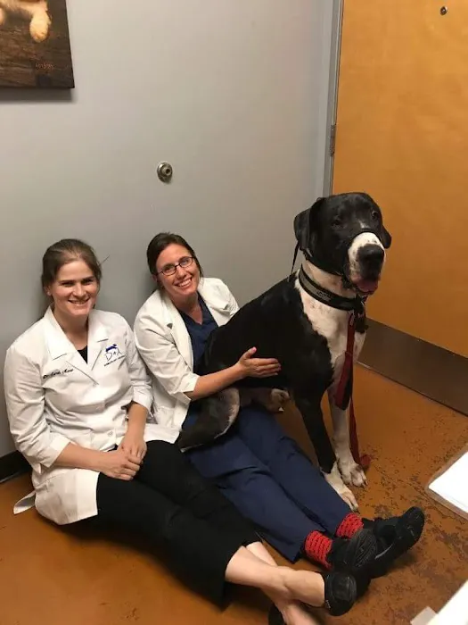 Dermatology for Animals Goodyear 6