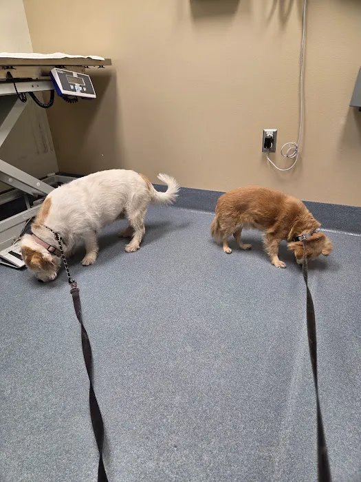 Luke Air Force Base Veterinary Service 3