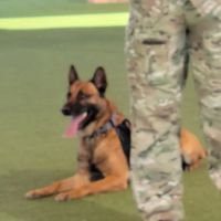 Luke Air Force Base Veterinary Service ico
