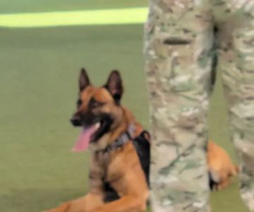 Luke Air Force Base Veterinary Service