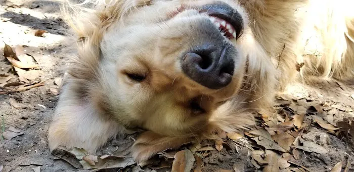 G.O.D.O.G.S. 7