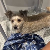 Allied Veterinary Specialists ico