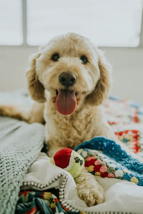Allied Veterinary Specialists 10