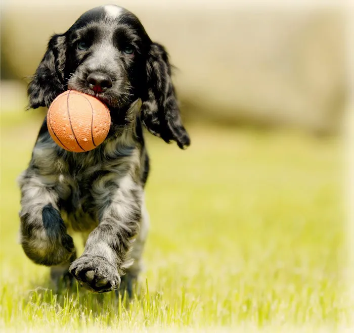 Allied Veterinary Specialists 2