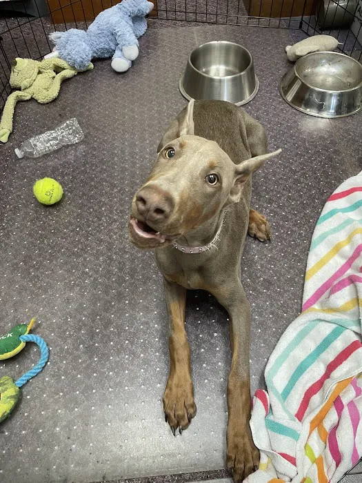 Beville Animal Hospital 8