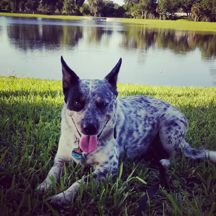 Beville Animal Hospital 9