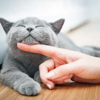 Beville Animal Hospital ico