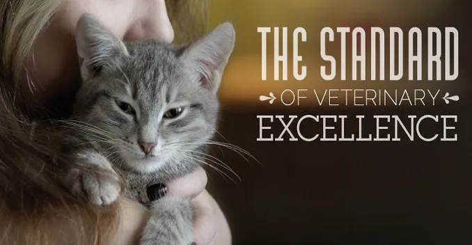 Atlantic Animal Hospital – Port Orange 1