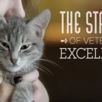 Atlantic Animal Hospital – Port Orange ico