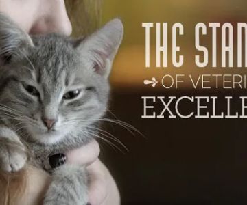 Atlantic Animal Hospital – Port Orange