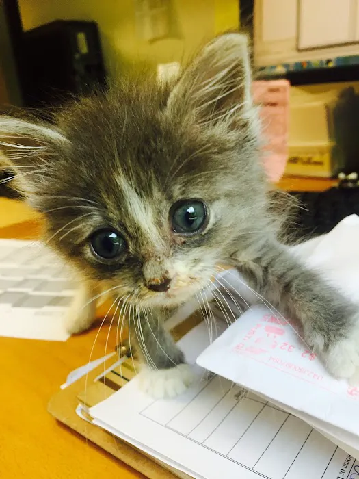 Atlantic Animal Hospital – Port Orange 5