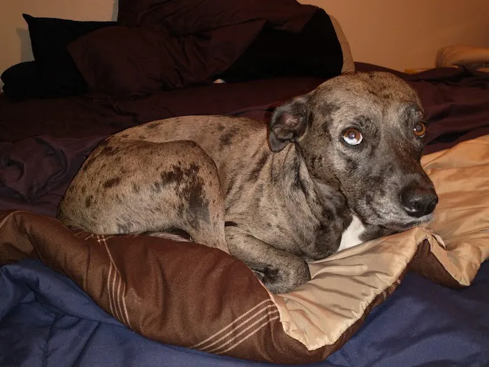 Atlantic Animal Hospital – Port Orange 7