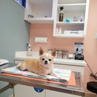 VCA Daytona Animal Hospital ico
