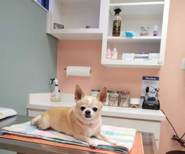 VCA Daytona Animal Hospital