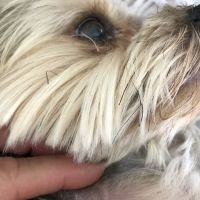 Ravenwood Veterinary Clinic ico