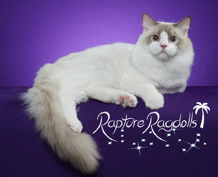 Rapture Ragdolls 12