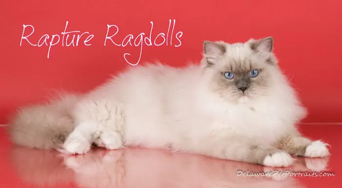 Rapture Ragdolls 12