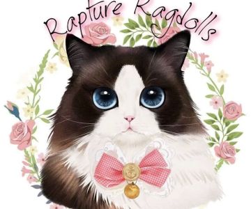 Rapture Ragdolls