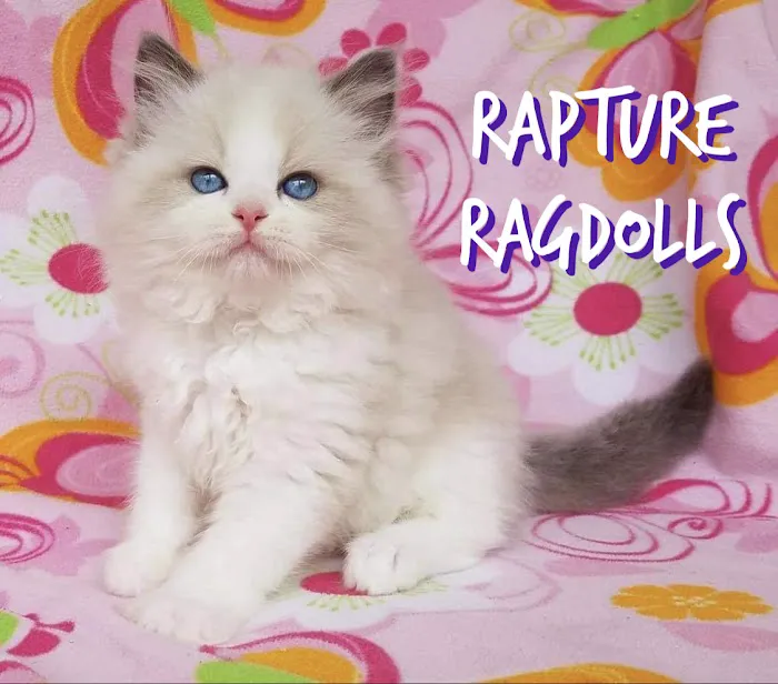 Rapture Ragdolls 12