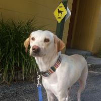 Bayshore Animal Hospital Port Orange ico