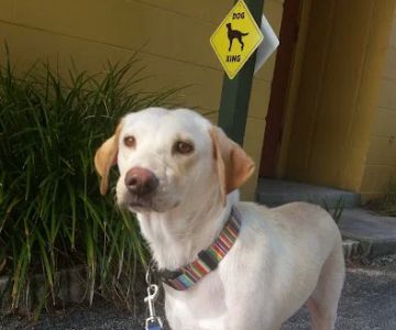 Bayshore Animal Hospital Port Orange