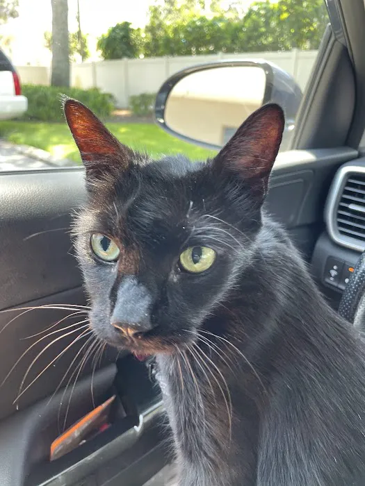 Bayshore Animal Hospital Port Orange 12