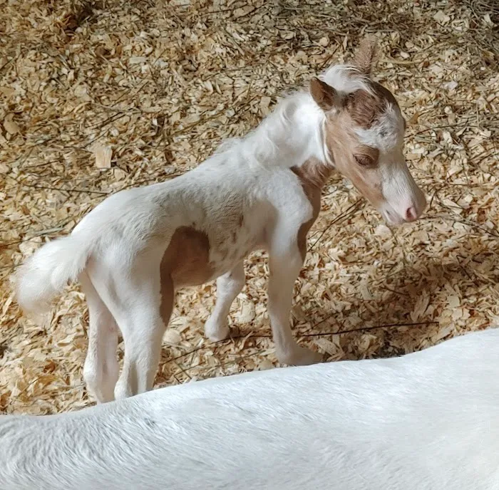 Equine Reproduction Center of Central Florida 2