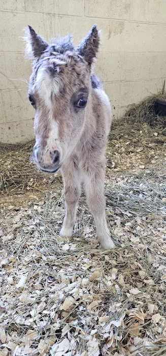 Equine Reproduction Center of Central Florida 1