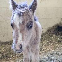 Equine Reproduction Center of Central Florida ico