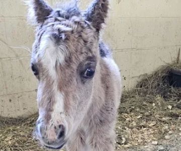 Equine Reproduction Center of Central Florida