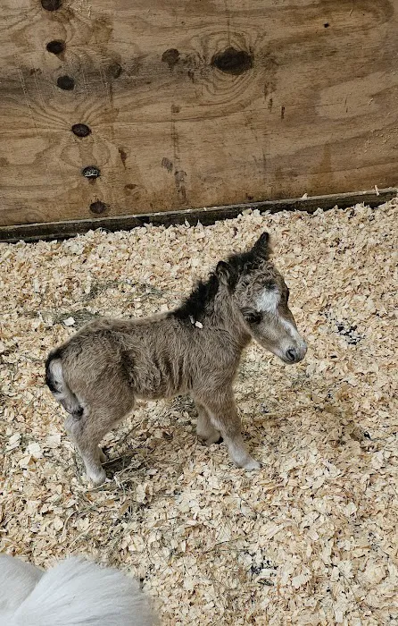 Equine Reproduction Center of Central Florida 4