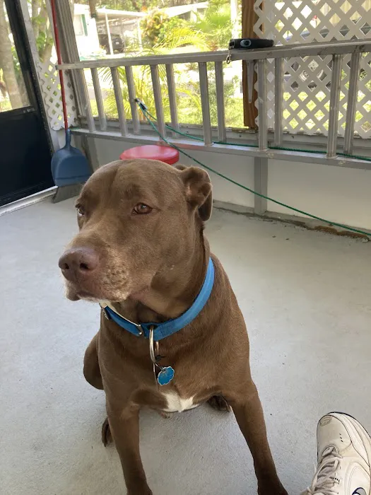 My Pets Wellness - Veterinarian - Port Orange 4